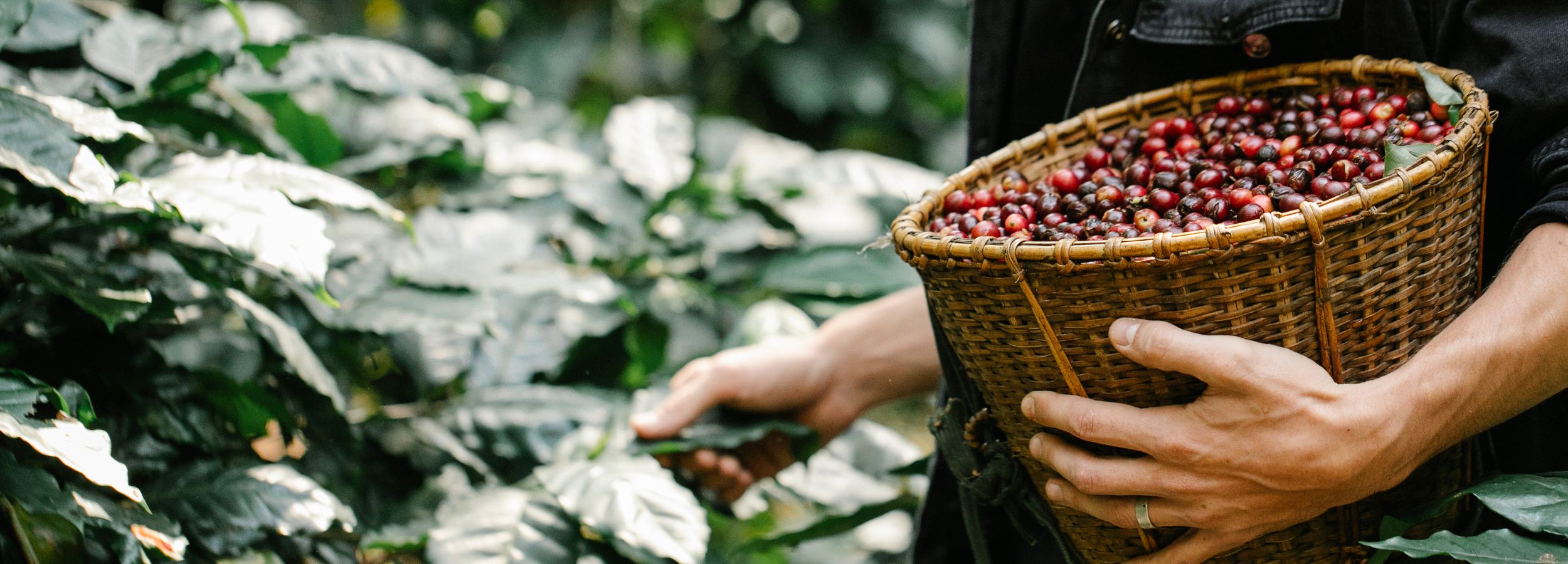 closeup of a person picking fresh coffee cherries into a woven basket.