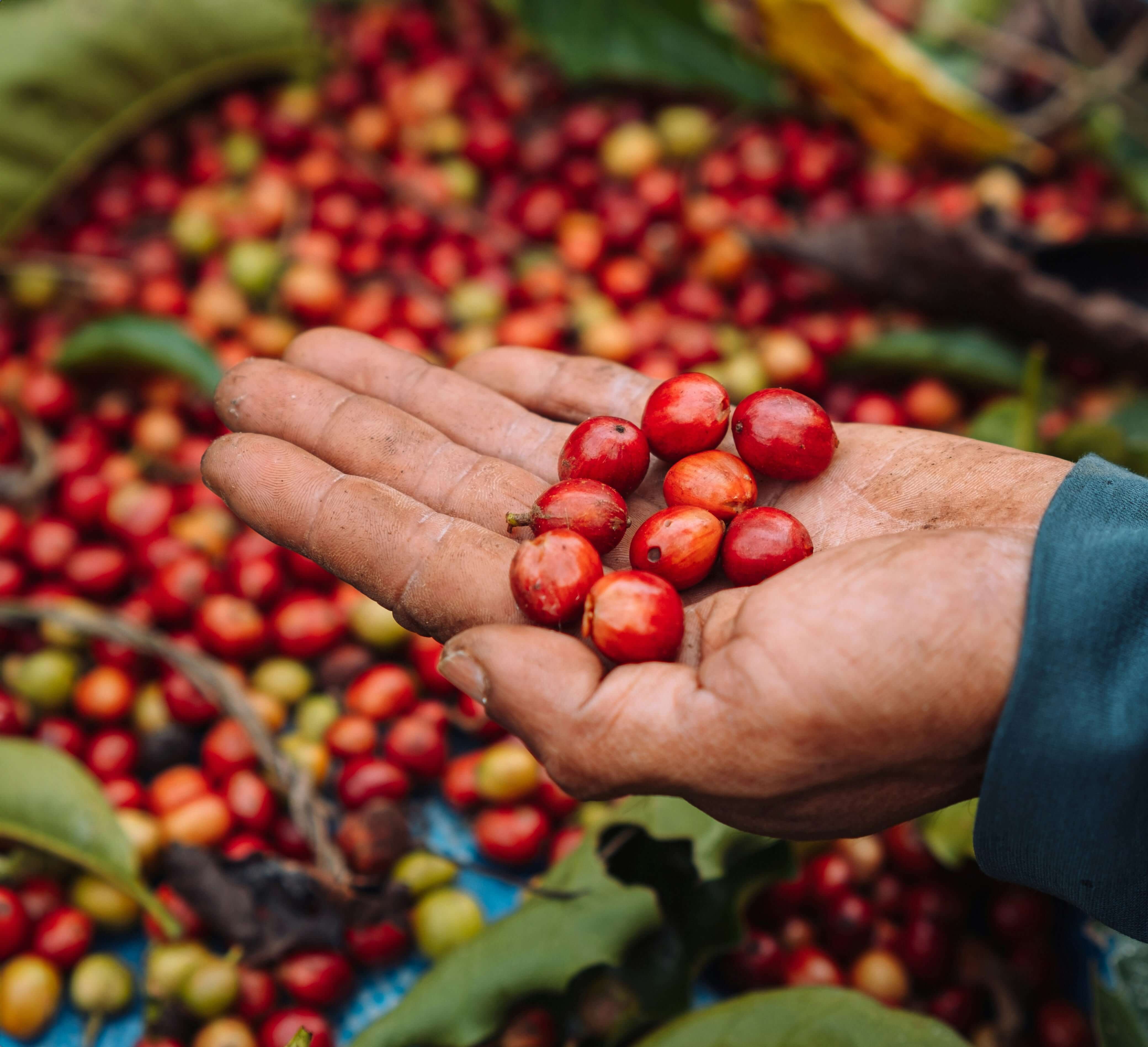 closeup of a hand holding fresh coffee cherries against a backdrop of more fresh picked coffee.